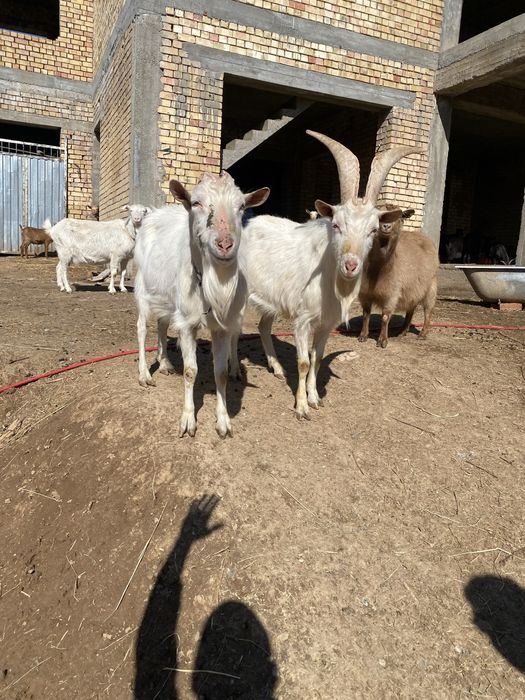 Зотли така занин