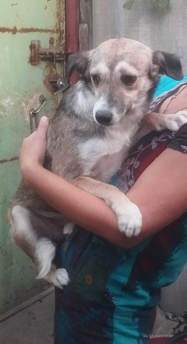 Собака в хорошие руки