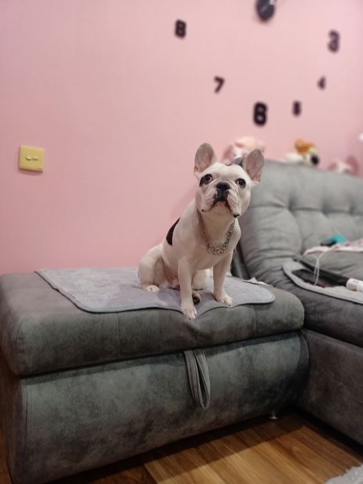 Ищем девочку для вязки