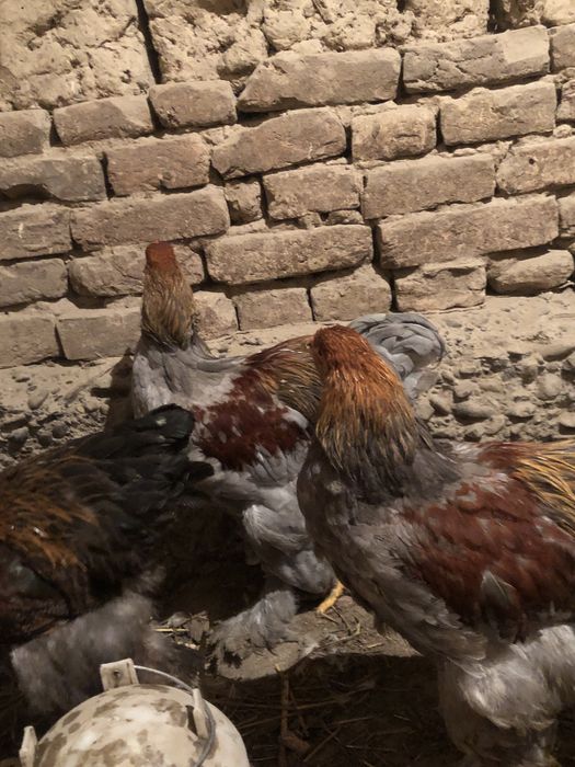 Петухи браммы самцы