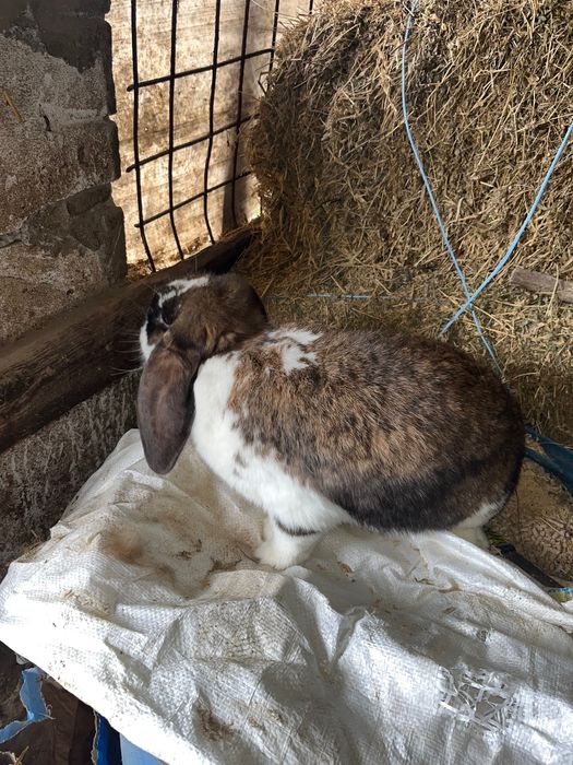 Iepuroaica berbec german