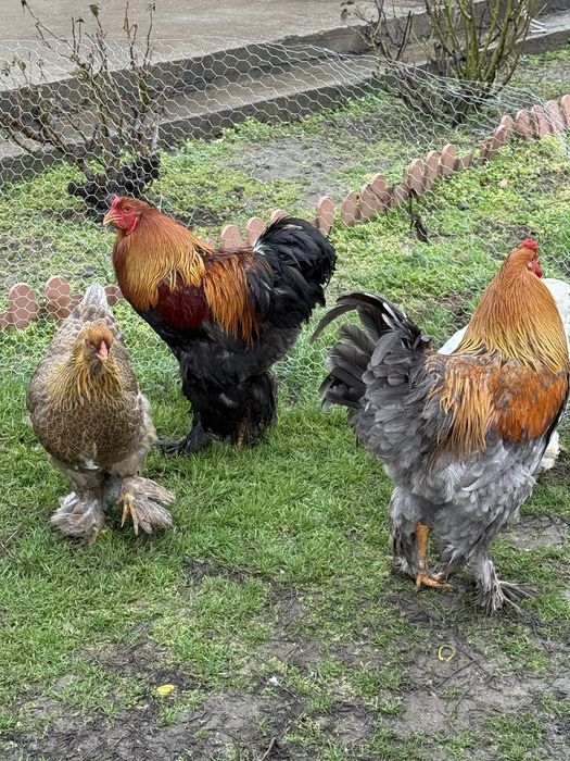 Oua Brahma de incubat