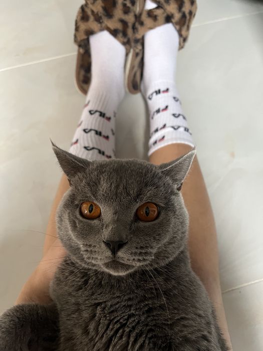 Британский кошки