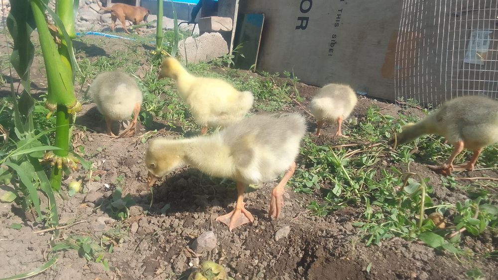 Продам подросших гусят