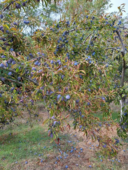 Prune anaspath pentru tuica