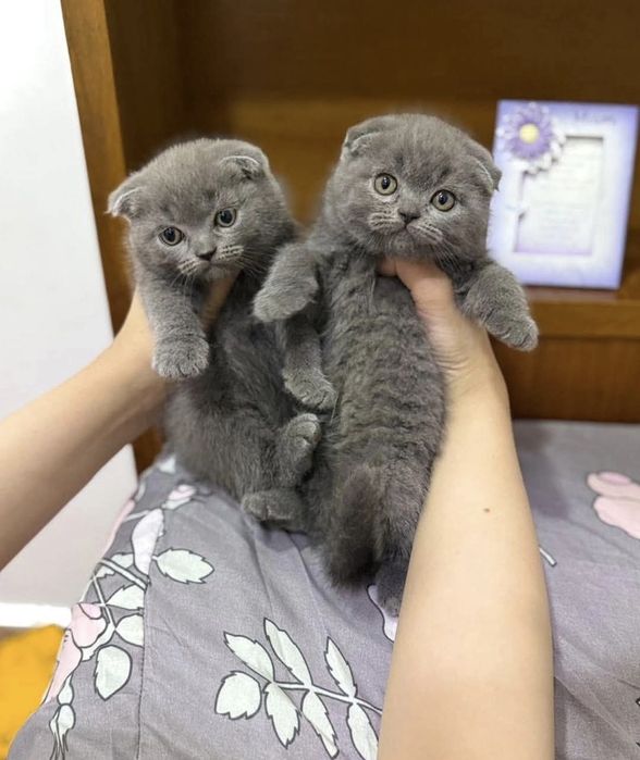 Породистые Шотландские Скоттиши