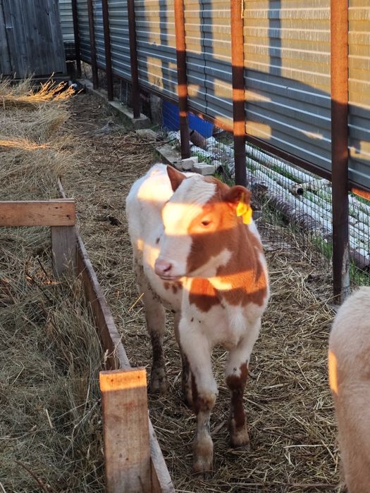 Продам 2 телочек 4 месяцев