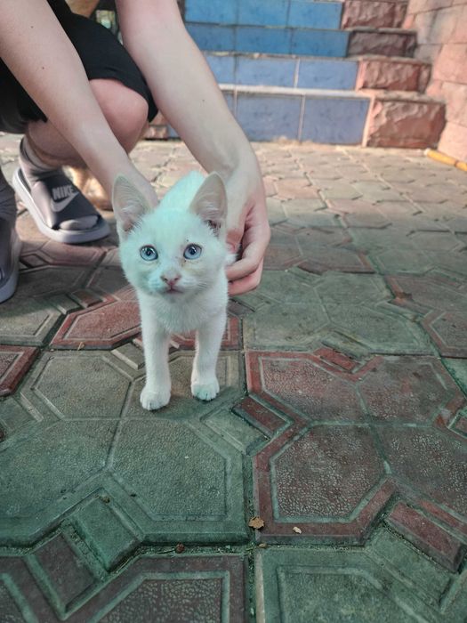 Отдадим котят - бесплатно.