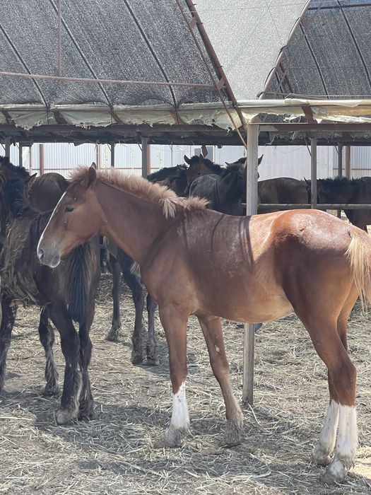 Жылқы тай сатылады.