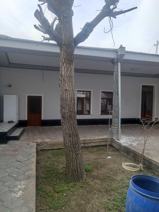 Ореховый дерево .