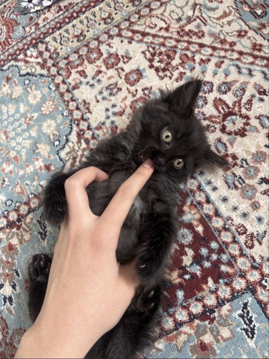 Котенок в хорошие ручки