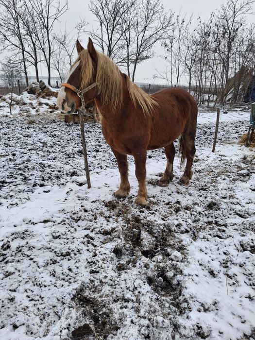 Armăsar de vânzare