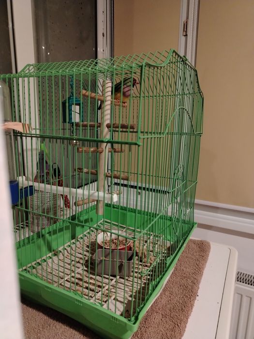 Colivii pentru păsări