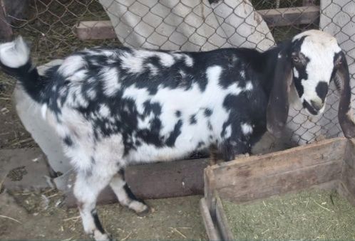 Козел 100% англо - нубийский огуляет коз