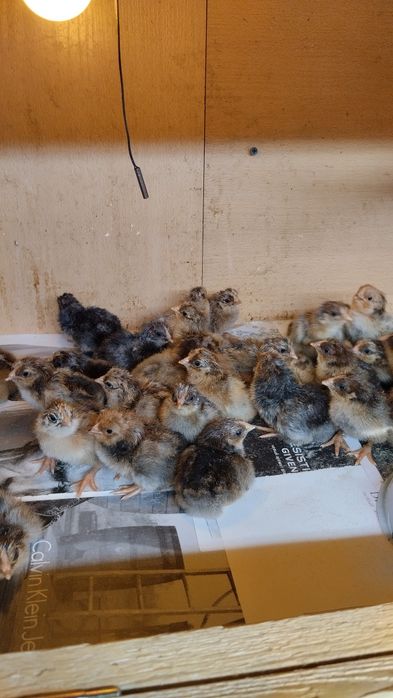 Продам кучинских цыплят