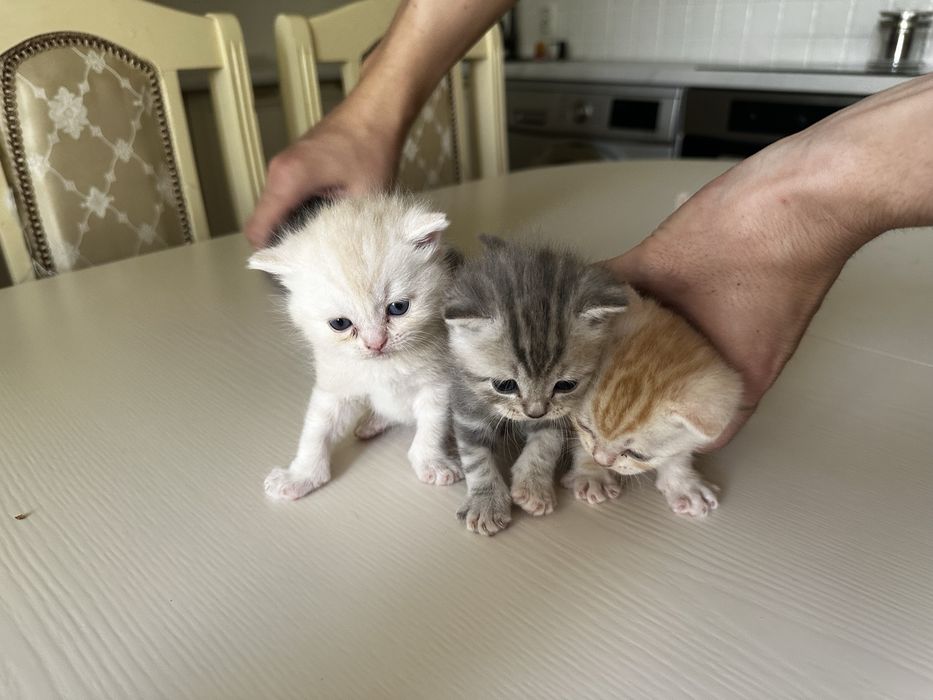 Шотландские котята