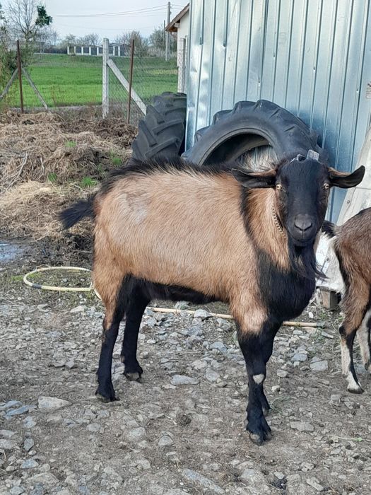 Vand iezi si un tap alpin francez