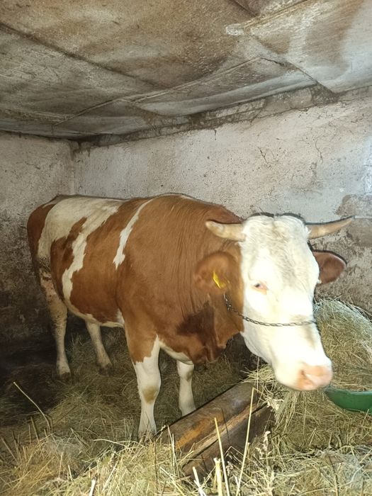 Vand jurinca la a 2fatare gestanta