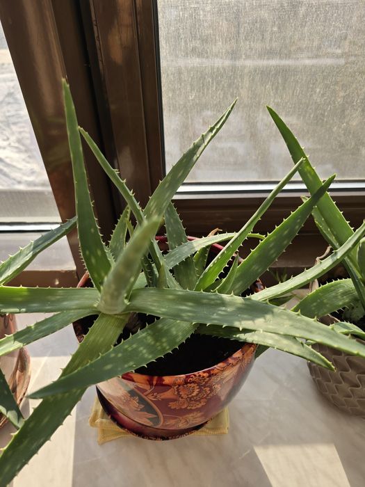 Продам алоэ взрослый