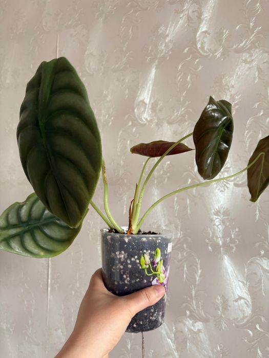 Продам комнатные цветы, алоказии