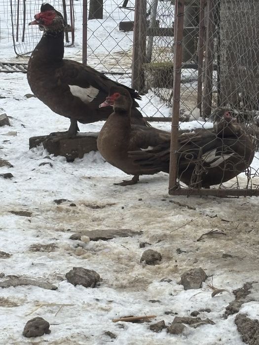 Rate lesesti, ratoi romanesc, gascan lesesc si cocosi pitici