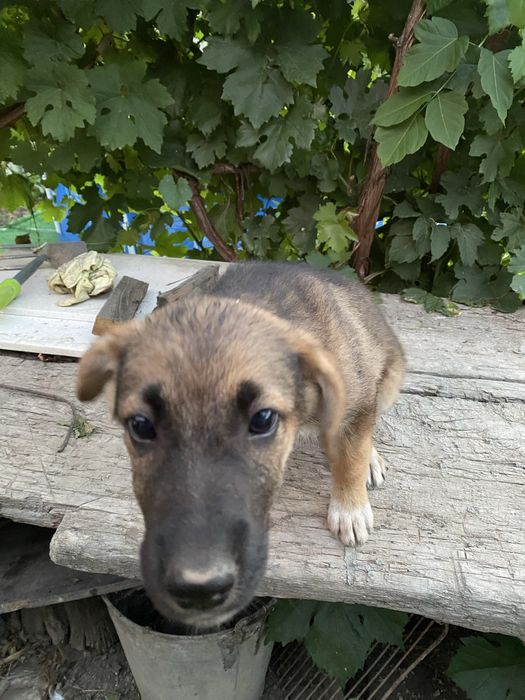 Щенок мальчик в добрые руки