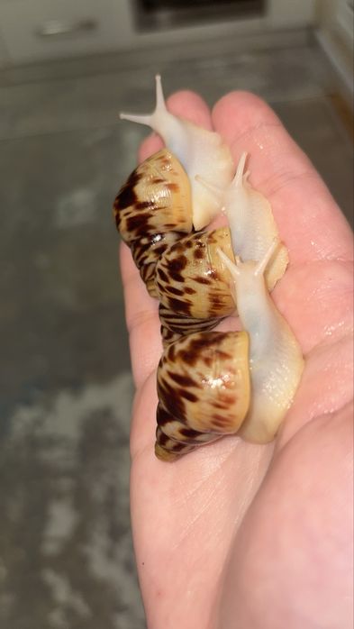 Retikulyata albinos 4-4,5 sm ideal