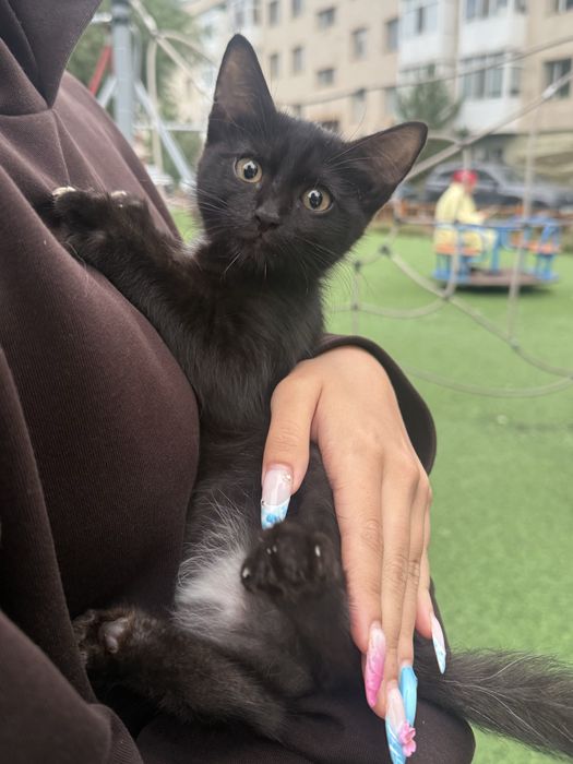 черный котенок девочка