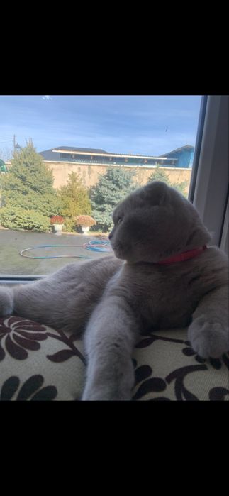 Кот шотландский вислоухий крассавец
