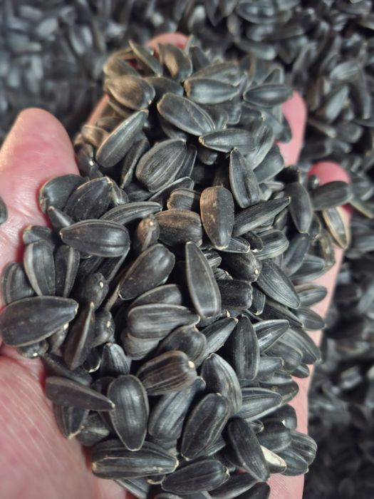 Ячмень.Платный чат! Все корма.