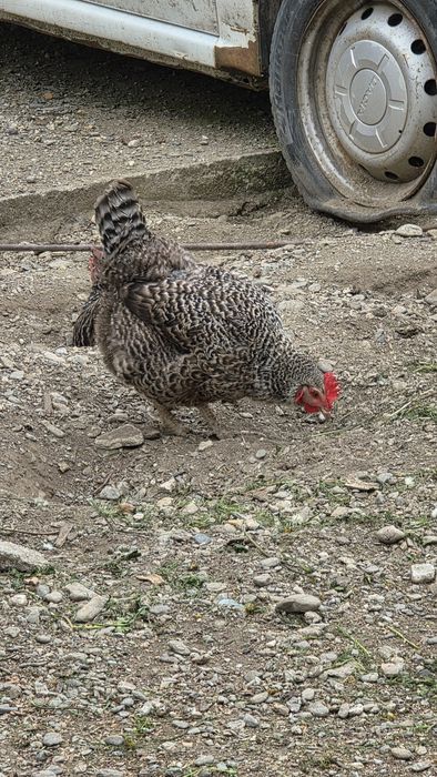 Găini  de casă   barzui
