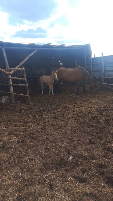 Продам кулын 3 айлық