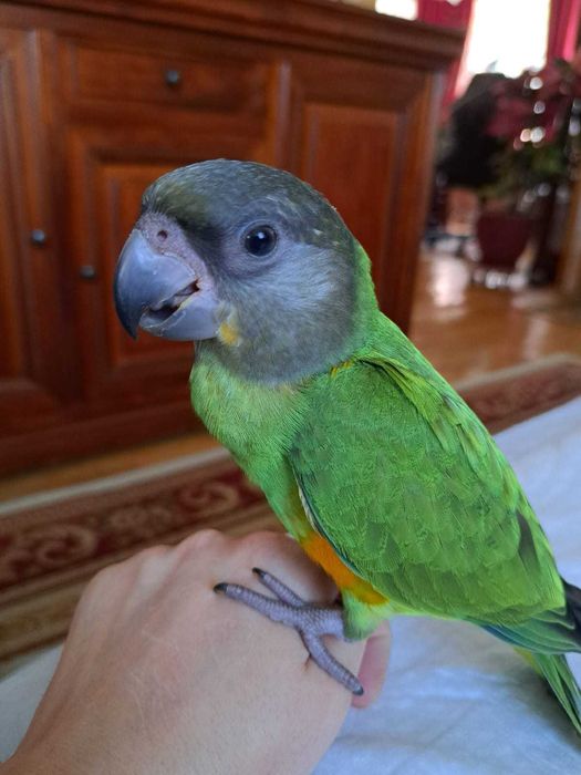 Vând papagal Senegal