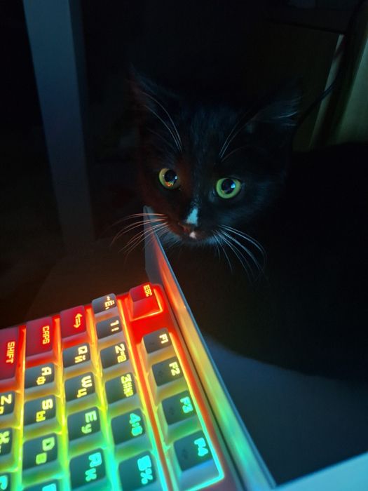 Котёнок 4 месяца девочка