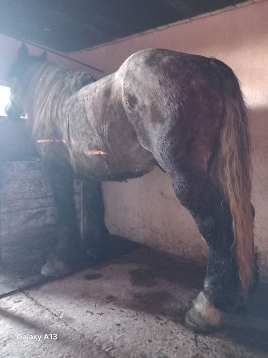 Vând armăsar semigreu