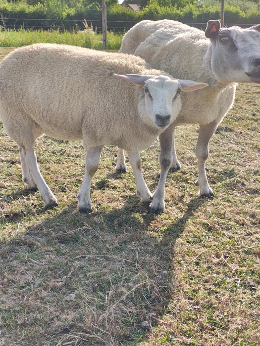 Miei texel din linie import Olanda