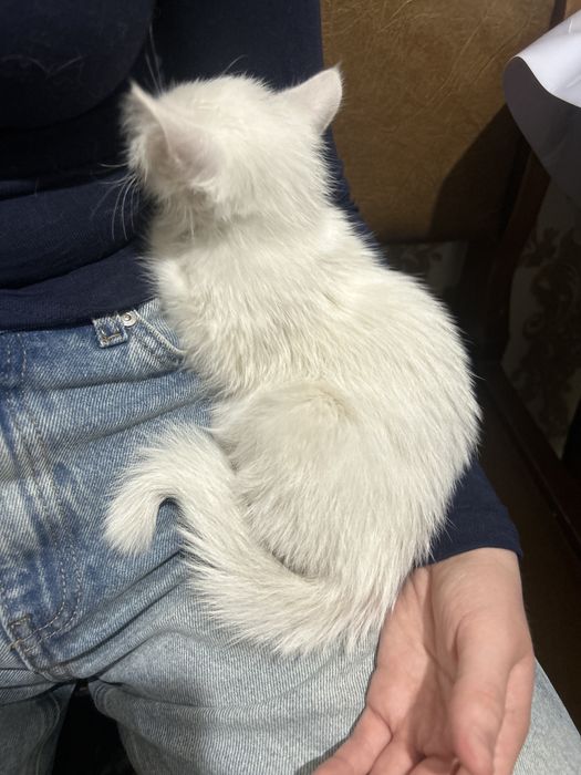 Отдам даром кошку белую