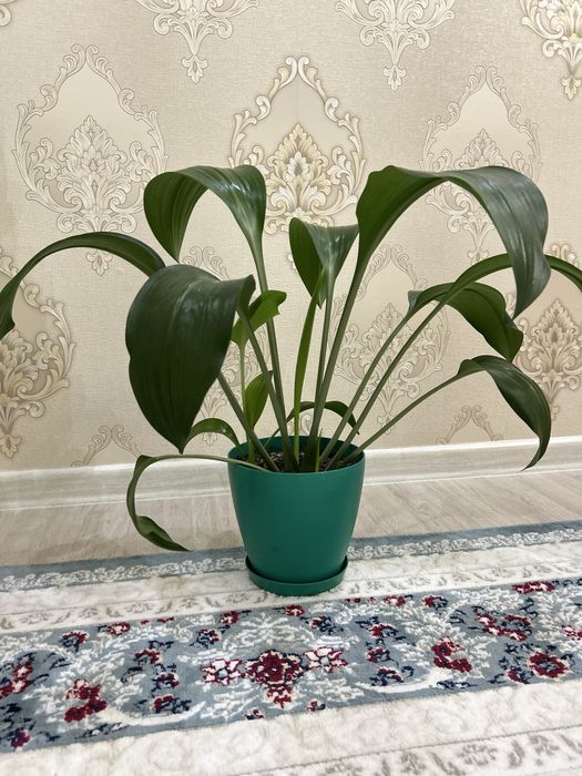 Бөлме гүлдері сатылады