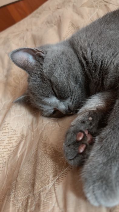 Mushuk Scottish straight