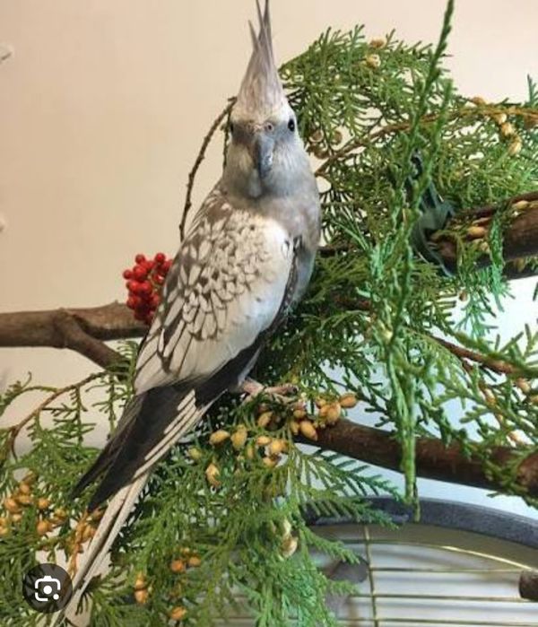 Корелла мальчик серый