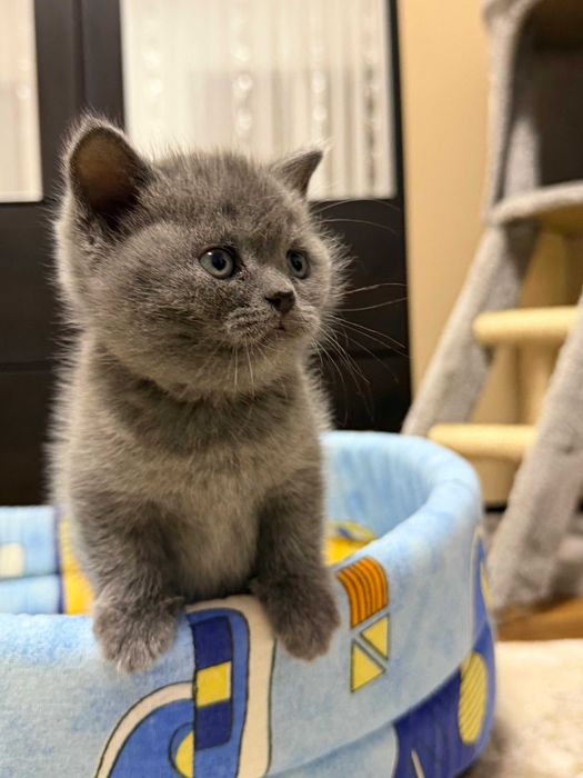 Pui British Shorthair