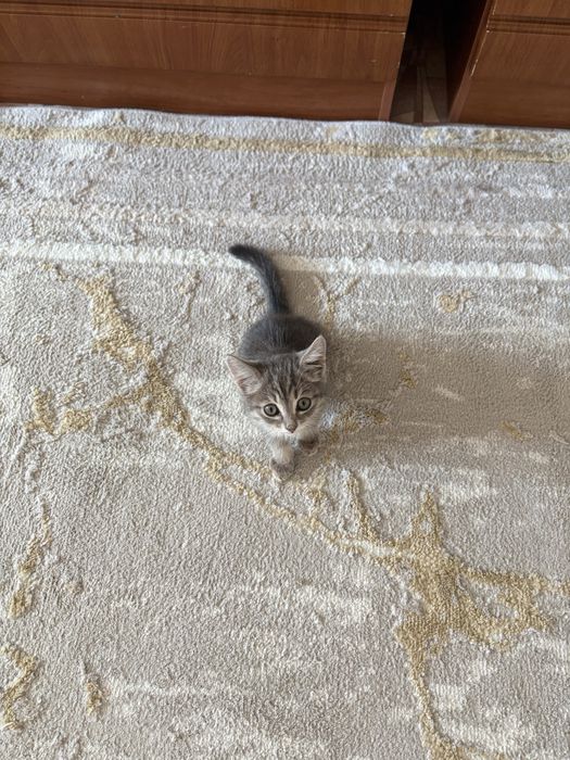 Котенок ищет дом