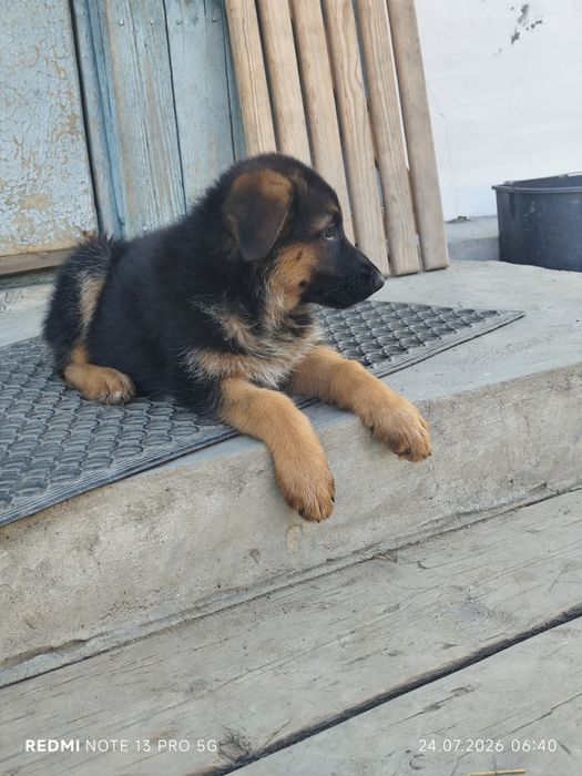 Продаются щенки немецкой овчарки