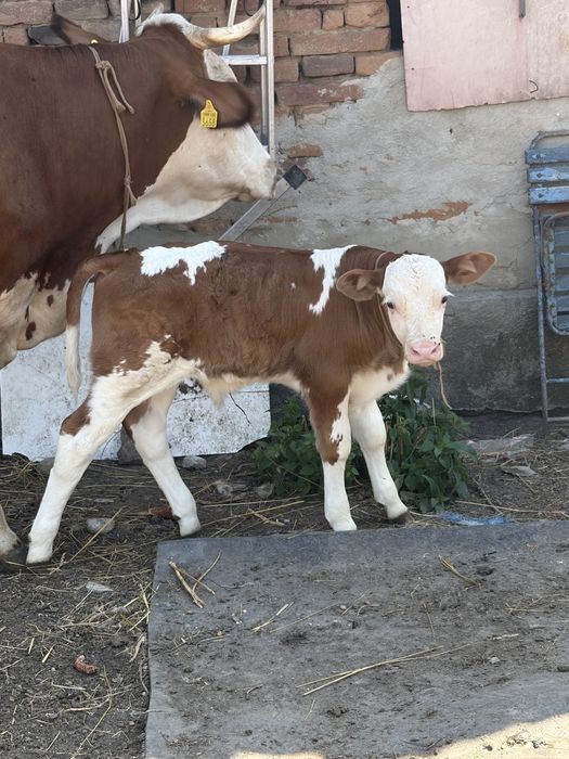 Se vinde vaca/vitel