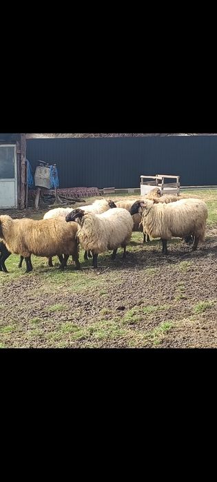 Vând oi carabase, tinere, frumoase, bune de ținut