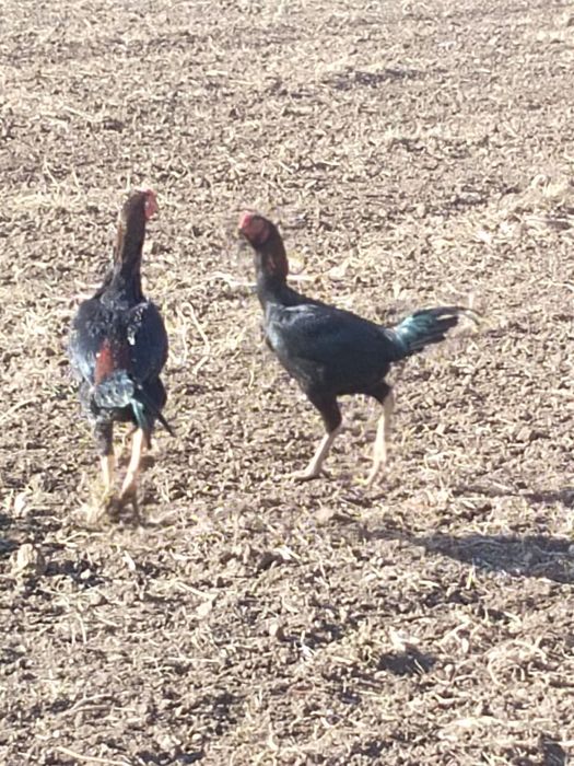 Продаётся дакан бойцовый шөже 6-месяцев