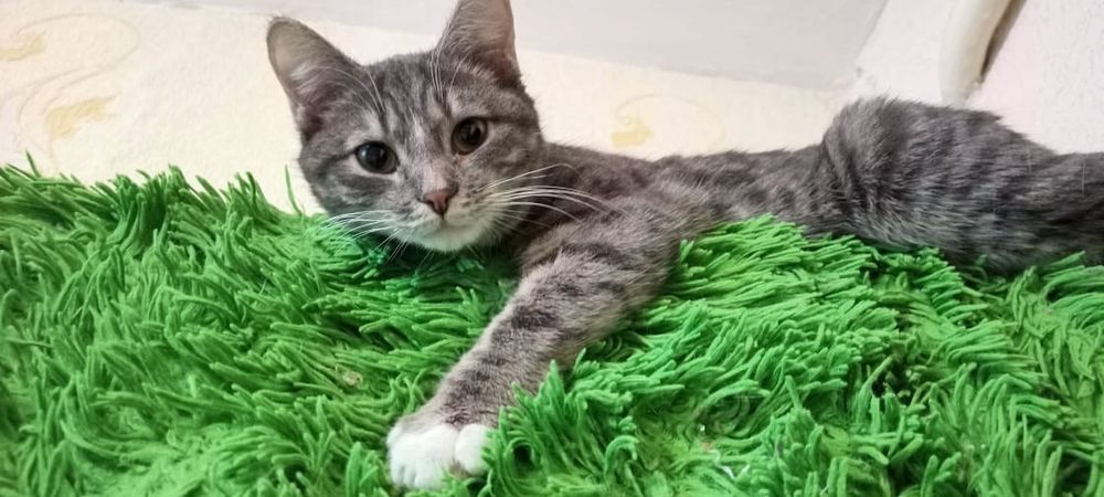 Боня - зеленоглазая красотка