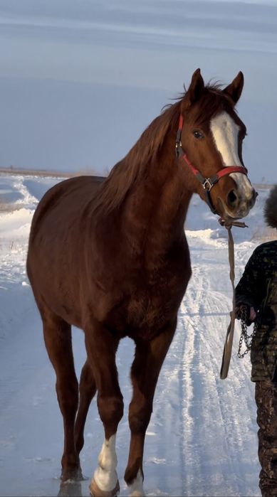 англо араб жеребчик