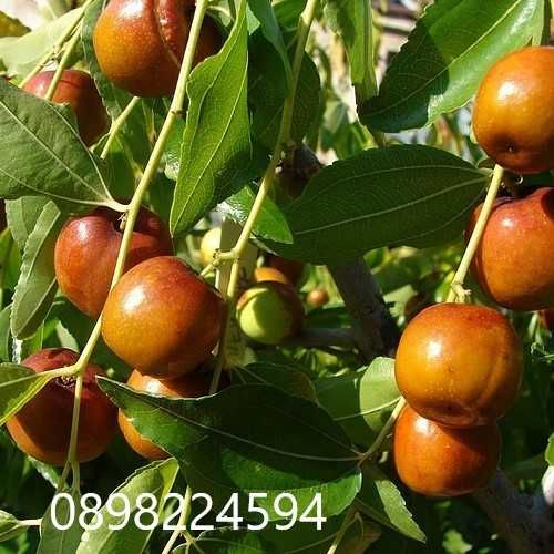 Хинап сорт „Ли“ (Li)
ГИГАНСКИ 
В плододаваща възраст !!!