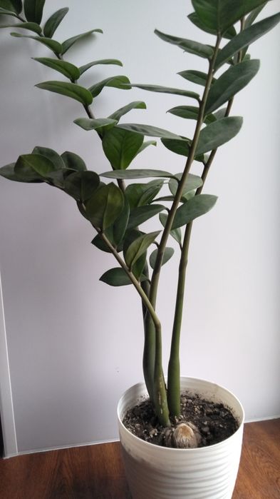 Продам замиокулькас